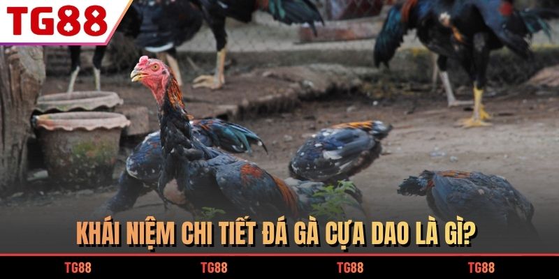 Khái niệm chi tiết đá gà cựa dao là gì?