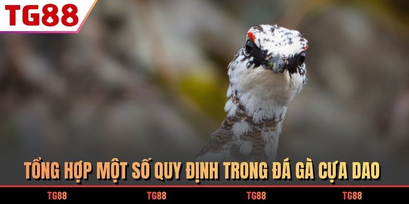 Tổng hợp một số quy định trong đá gà cựa dao