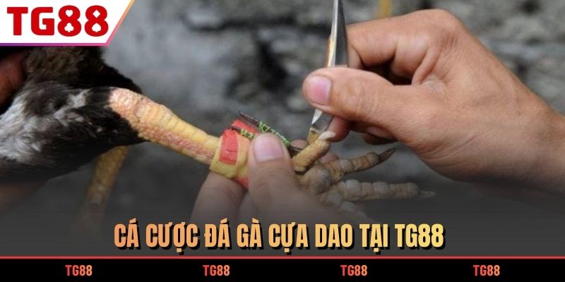 Cá cược đá gà cựa dao tại TG88