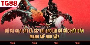 đá gà cựa sắt