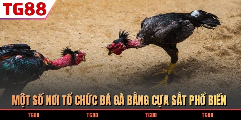 Một số nơi tổ chức đá gà bằng cựa sắt phổ biến