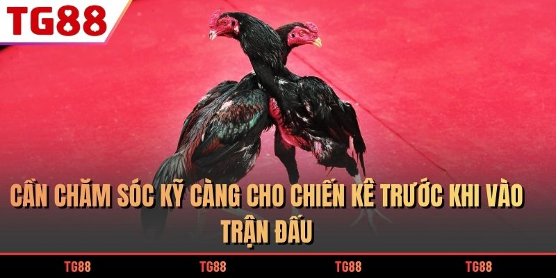 Cần chăm sóc kỹ càng cho chiến kê trước khi vào trận đấu