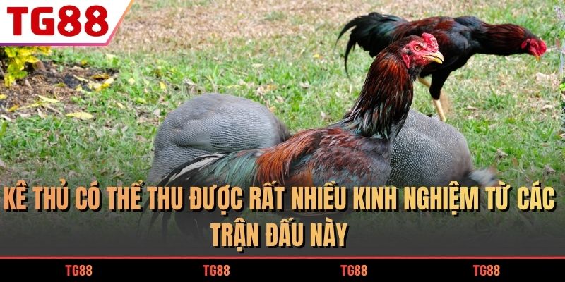 Kê thủ có thể thu được rất nhiều kinh nghiệm từ các trận đấu này