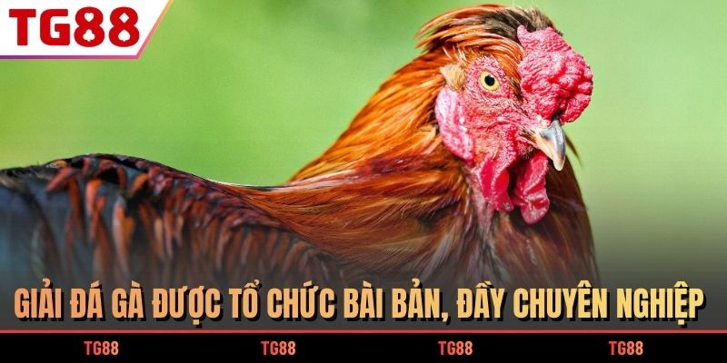 Đá gà tại Thomo là nội dung được nhiều kê thủ ưa thích