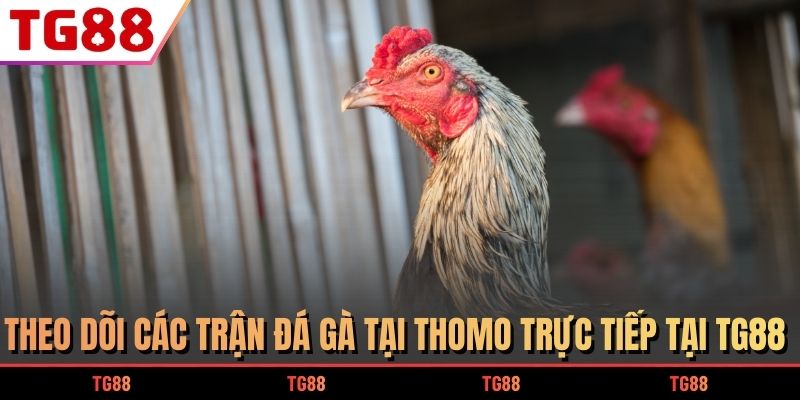 Theo dõi các trận đá gà tại Thomo trực tiếp tại TG88