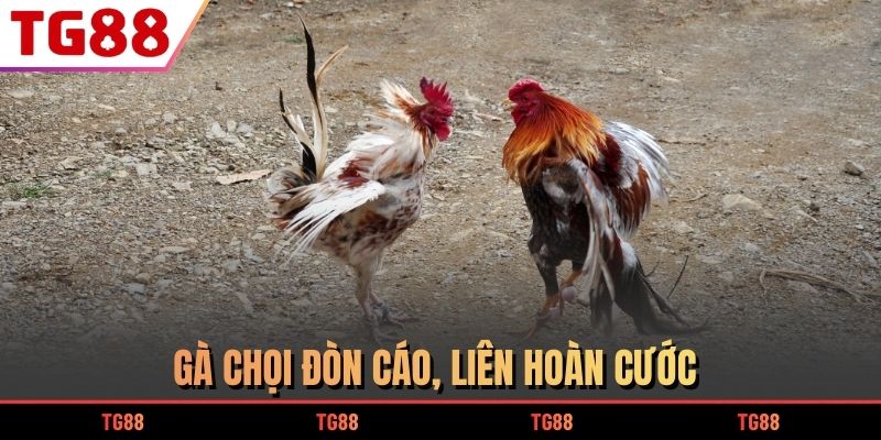 Gà chọi đòn cáo, liên hoàn cước