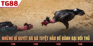 gà đá đòn độc