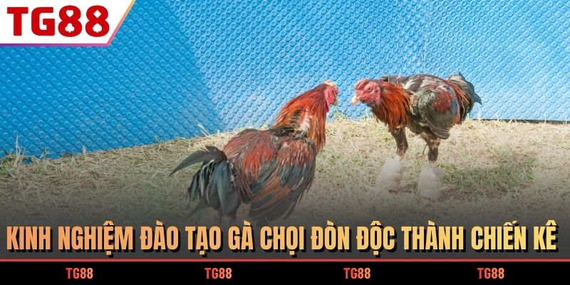 Kinh nghiệm đào tạo gà chọi đòn độc thành chiến kê