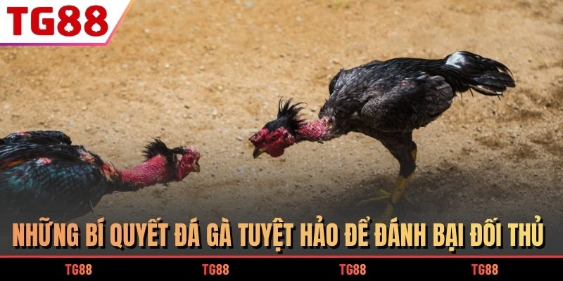 gà đá đòn độc