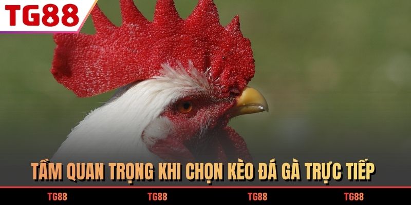 3 Chiến Thuật Chọn Kèo Đá Gà Trực Tiếp Hốt Bạc Dễ Dàng 5 Tầm quan trọng khi chọn kèo đá gà trực tiếp