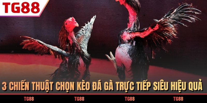 3 Chiến Thuật Chọn Kèo Đá Gà Trực Tiếp Hốt Bạc Dễ Dàng 6 3 chiến thuật chọn kèo đá gà trực tiếp siêu hiệu quả
