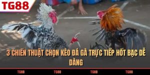kèo đá gà trực tiếp