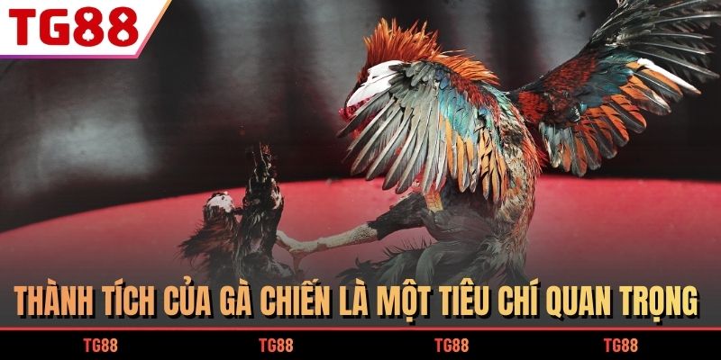 3 Chiến Thuật Chọn Kèo Đá Gà Trực Tiếp Hốt Bạc Dễ Dàng 7 Thành tích của gà chiến là một tiêu chí quan trọng