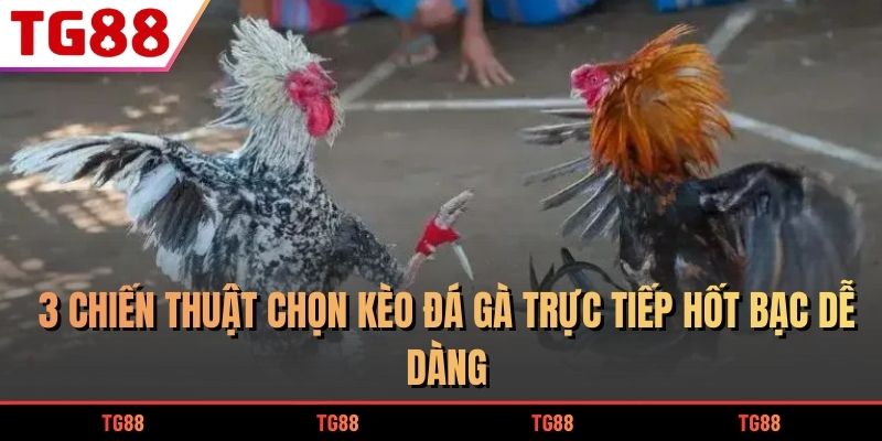 3 Chiến Thuật Chọn Kèo Đá Gà Trực Tiếp Hốt Bạc Dễ Dàng 4 kèo đá gà trực tiếp